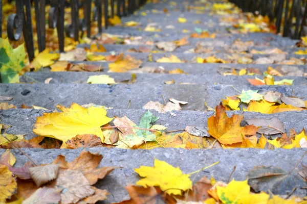 Vieilles marches couvertes de feuilles d'automne — Photo