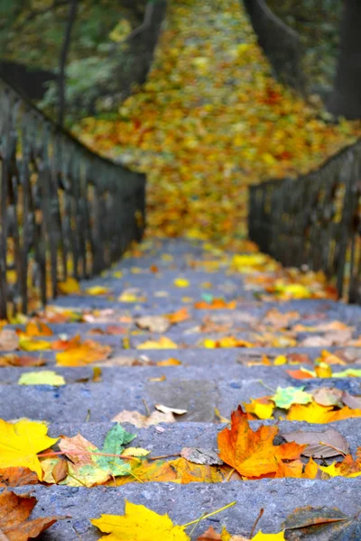 Old steps covered in autumn leaves — Stock Photo, Image