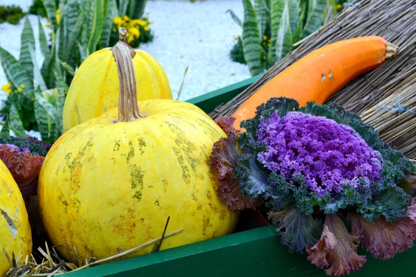 Calabazas naranjas y amarillas — Foto de Stock