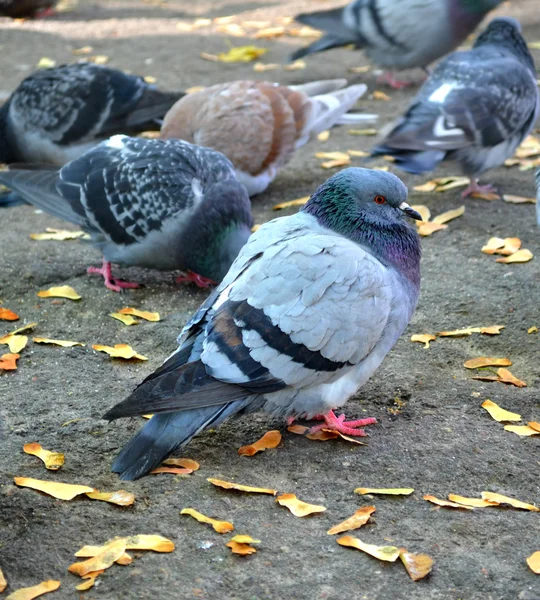 Pigeon gris froid — Photo