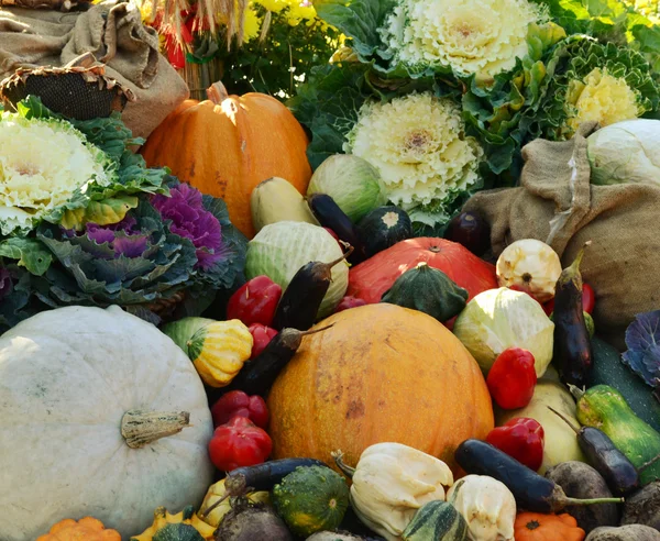 Different autumn vegetables: pumpkin, eggplant, zucchini, cauliflower — Stock Photo, Image