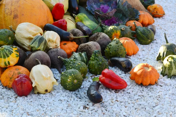 Different autumn vegetables: pumpkin, eggplant, zucchini, cauliflower — Stock Photo, Image