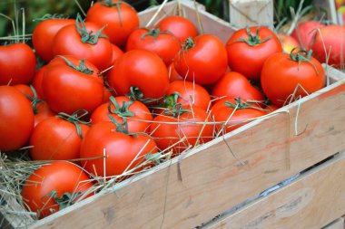 Bakkal pazarında büyük kırmızı domates