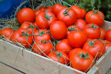 Bakkal pazarında büyük kırmızı domates