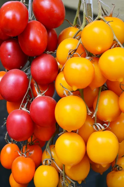 Grandes tomates rojos de diferentes tipos en el mercado de comestibles —  Fotos de Stock