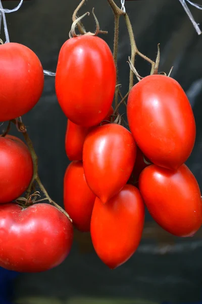 Große rote Tomaten verschiedener Sorten auf dem Lebensmittelmarkt — Stockfoto