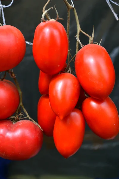 Big red tomatoes of different kinds on grocery market — Stock Photo, Image