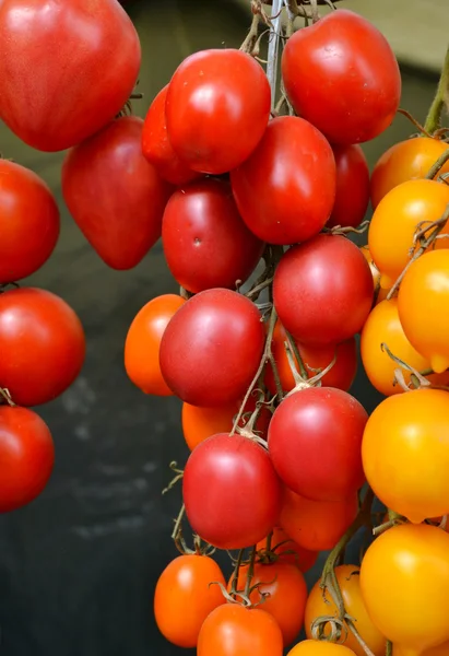 Grandes tomates rojos de diferentes tipos en el mercado de comestibles — Foto de Stock