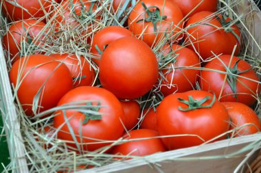 büyük kırmızı domates