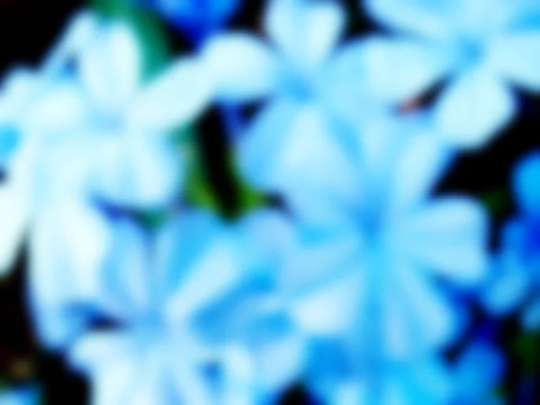 밝은 파란 꽃의 모양에 배경 흐리게 — 스톡 사진