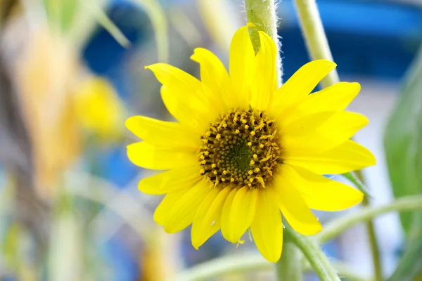 Big yellow sunflower closeup — Stock Photo, Image