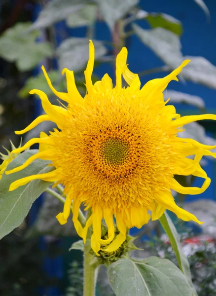 Big yellow sunflower closeup — Stock Photo, Image