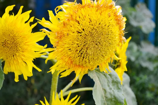 Große gelbe Sonnenblumen Nahaufnahme — Stockfoto