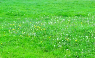 Soyut yeşil cam çayır