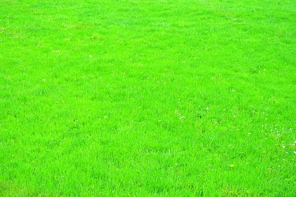 Abstract green glass meadow — Stock Photo, Image