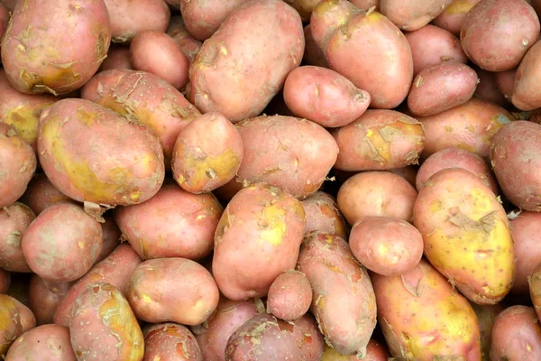 Lots of raw brown potatoes — Stock Photo, Image