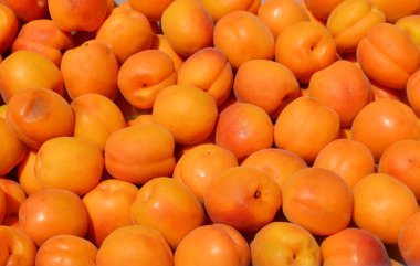 Bir sürü parlak turuncu kayısı