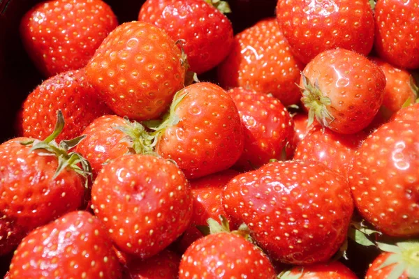 Un montón de sabrosas fresas rojas —  Fotos de Stock