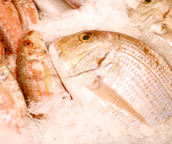 Dorado non cuit avec d'autres types de poissons dans la glace — Photo