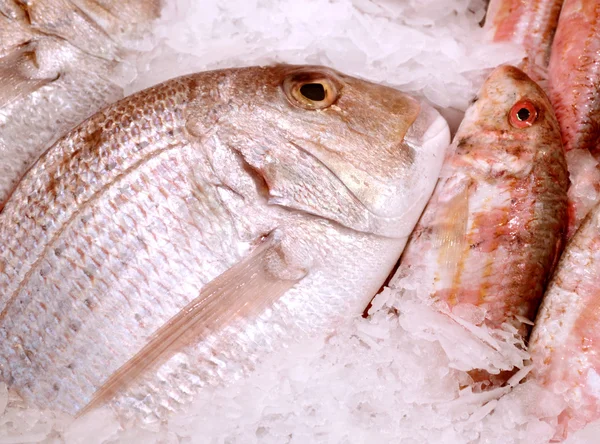 Dorado non cuit avec d'autres types de poissons dans la glace — Photo