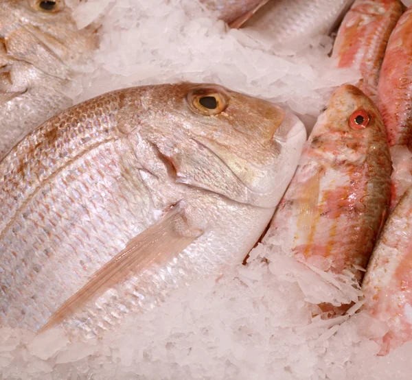 Dorado non cuit avec d'autres types de poissons dans la glace — Photo