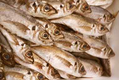 Buz balık diğer türlü pişmemiş alabalık