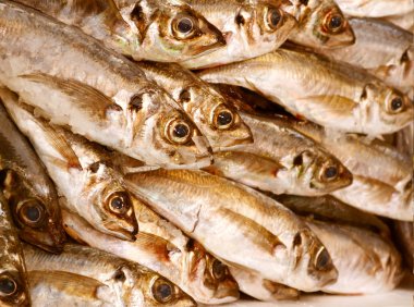 Buz balık diğer türlü pişmemiş alabalık