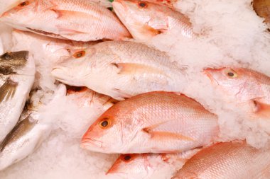 Buz balık diğer türlü pişmemiş alabalık