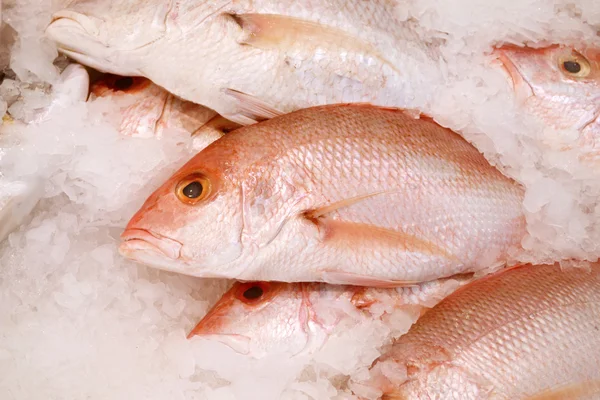 Buz balık diğer türlü pişmemiş alabalık — Stok fotoğraf