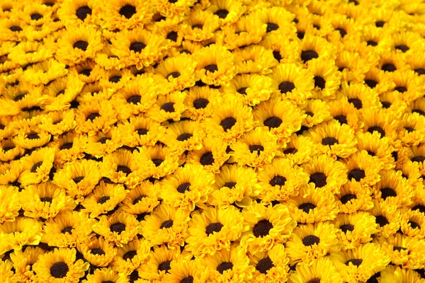Campo amarelo de flores de margarida — Fotografia de Stock