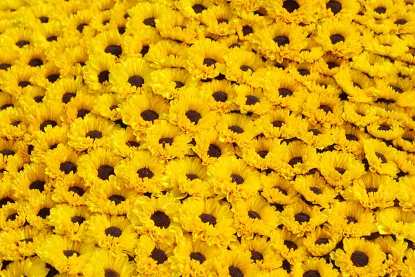 Желтое поле ромашки — стоковое фото