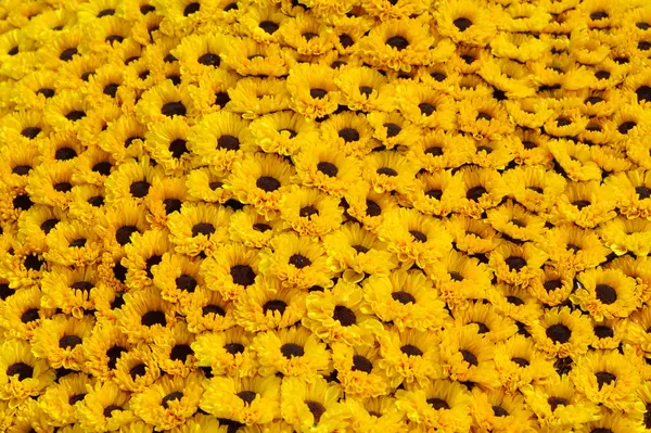 Gult fält av daisy blommor — Stockfoto