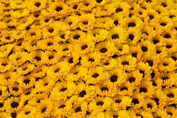 Campo amarelo de flores de margarida — Fotografia de Stock