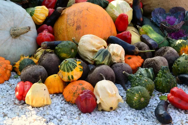 Different autumn vegetables pumpkin, eggplant, zucchini, cauliflower — Stock Photo, Image