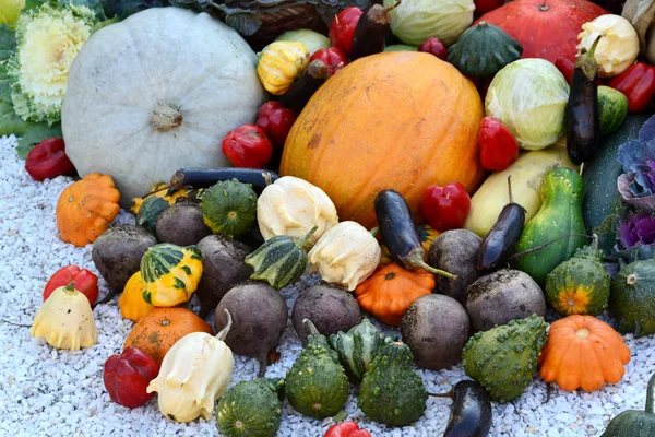 Different autumn vegetables pumpkin, eggplant, zucchini, cauliflower — Stock Photo, Image