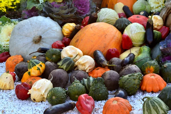 Διαφορετικές φθινόπωρο λαχανικά κολοκύθα, μελιτζάνα, κολοκυθάκια, κουνουπίδι — Φωτογραφία Αρχείου