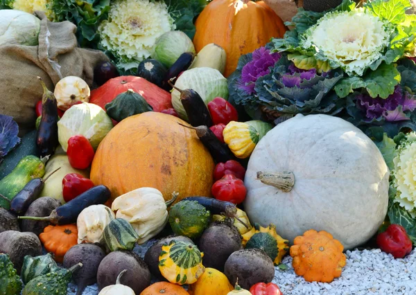 Different autumn vegetables pumpkin, eggplant, zucchini, cauliflower — Stock Photo, Image