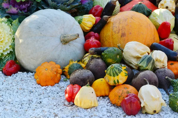 Different autumn vegetables pumpkin, eggplant, zucchini, cauliflower — Stock Photo, Image