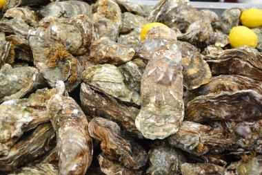 Limon taze ve çiğ istiridye