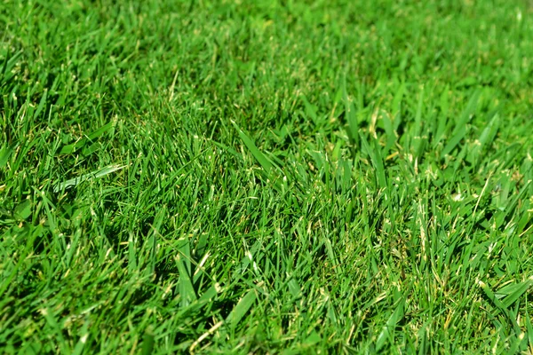 Abstract green glass meadow — Stock Photo, Image