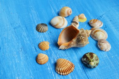 Deniz kabuklarını ve mavi ahşap arka plan üzerinde bir rapan kabuk