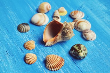 Deniz kabuklarını ve mavi ahşap arka plan üzerinde bir rapan kabuk