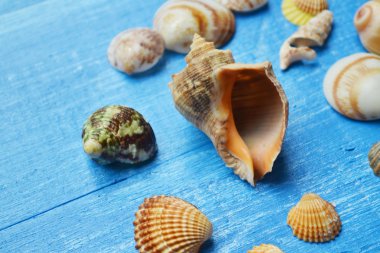 Deniz kabuklarını ve mavi ahşap arka plan üzerinde bir rapan kabuk