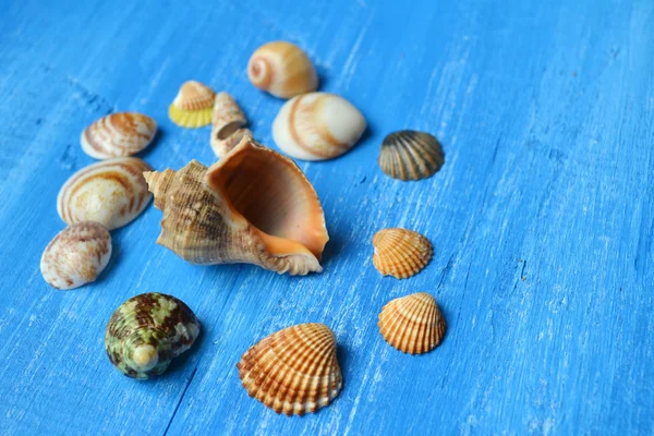 Seashells e un guscio di rapan su uno sfondo di legno blu — Foto Stock