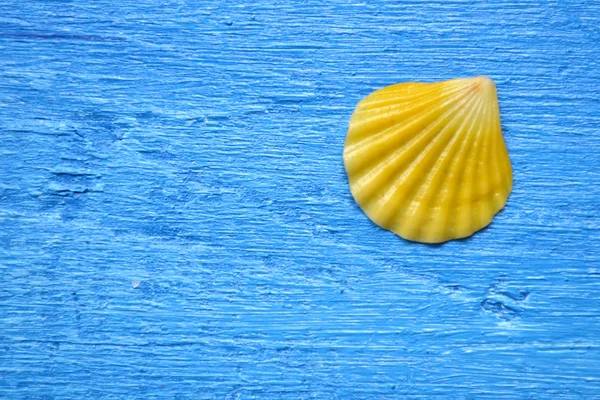 Concha em um fundo de madeira azul — Fotografia de Stock