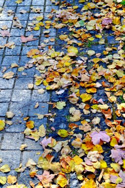 asfaltta sonbahar yaprakları