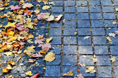 asfaltta sonbahar yaprakları