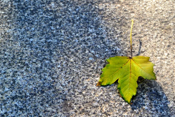 Autumn leaves on pavement — Stock Photo, Image