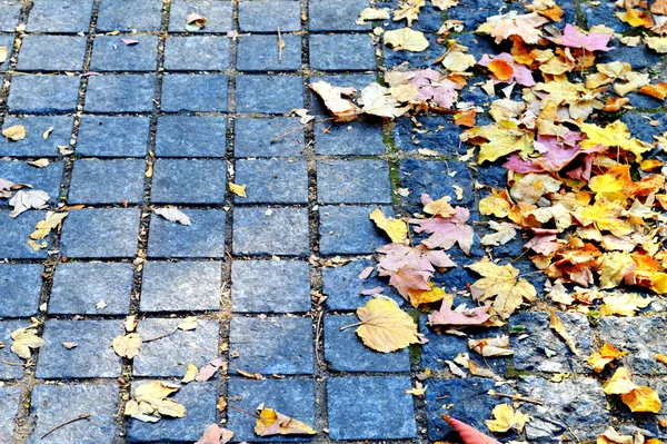 Herbstlaub auf dem Bürgersteig — Stockfoto