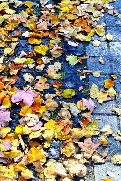 Herbstlaub auf dem Bürgersteig — Stockfoto